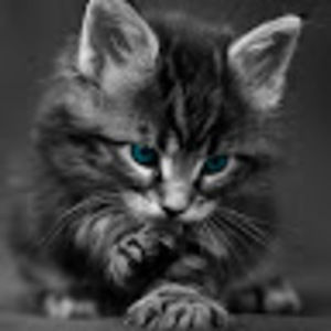 Meet your Posher, Desiree